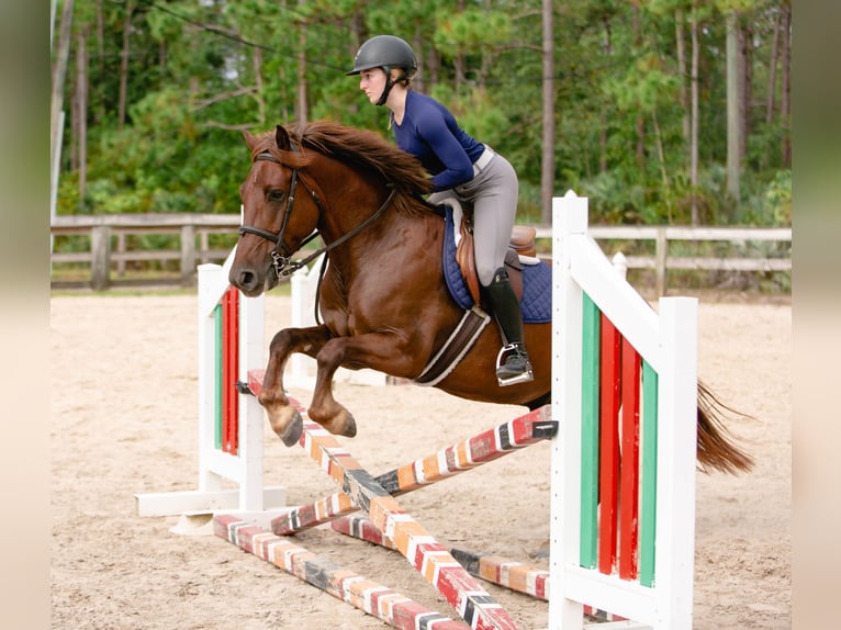 Meer ponys/kleine paarden Ruin 7 Jaar 147 cm Roodvos in West Palm Beach