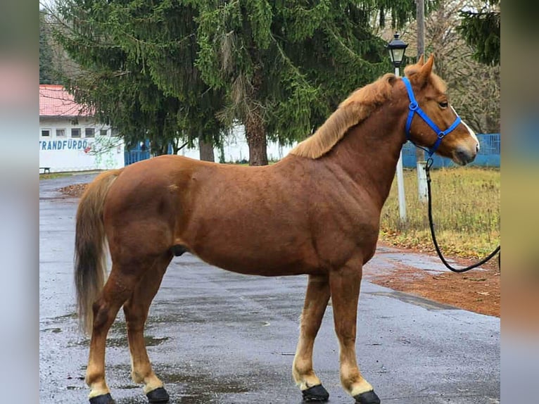 Meer ponys/kleine paarden Ruin 7 Jaar 147 cm Vos in B&#xE9;k&#xE9;scsaba