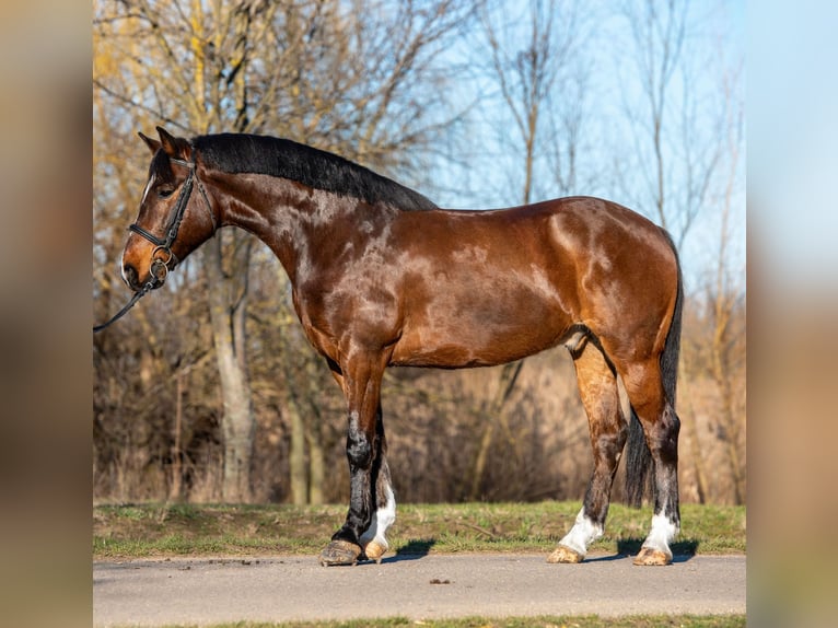 Meer ponys/kleine paarden Ruin 7 Jaar 148 cm Bruin in Békéscsaba