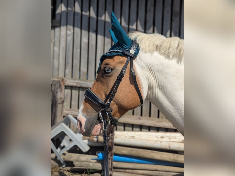 Meer ponys/kleine paarden Ruin 7 Jaar 148 cm in Korschenbroich