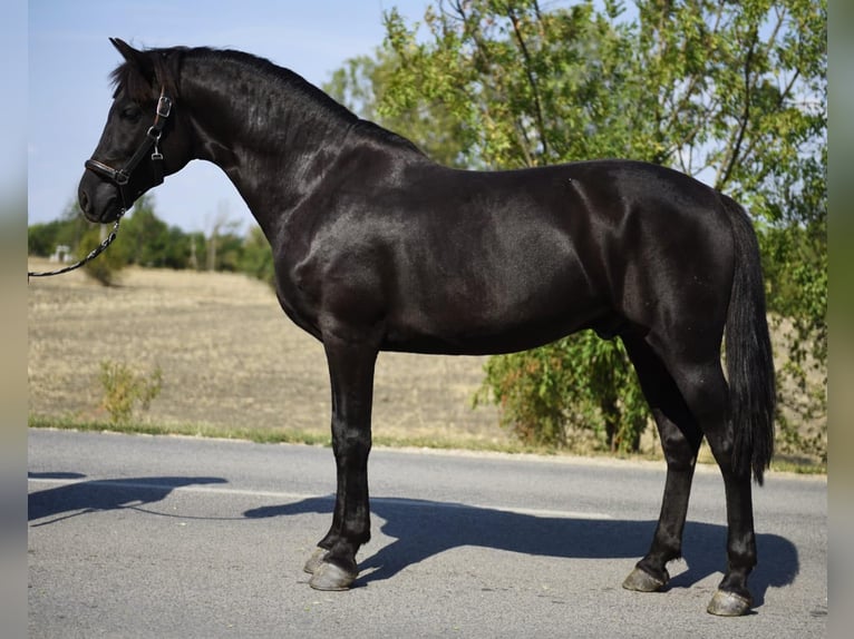 Meer ponys/kleine paarden Ruin 7 Jaar 148 cm Zwart in Szarvas