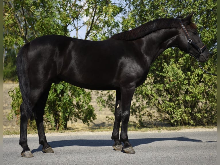 Meer ponys/kleine paarden Ruin 7 Jaar 148 cm Zwart in Szarvas