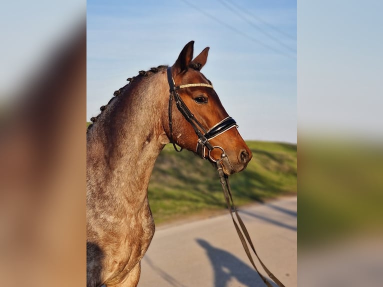Meer ponys/kleine paarden Ruin 7 Jaar 149 cm Roan-Red in Békéscsaba