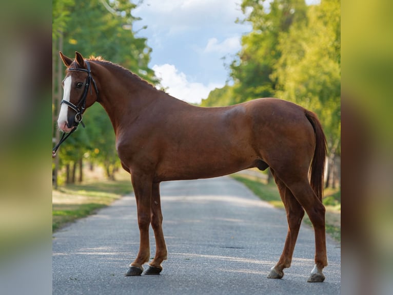 Meer ponys/kleine paarden Ruin 7 Jaar 150 cm Vos in Mez&#x151;hegyes