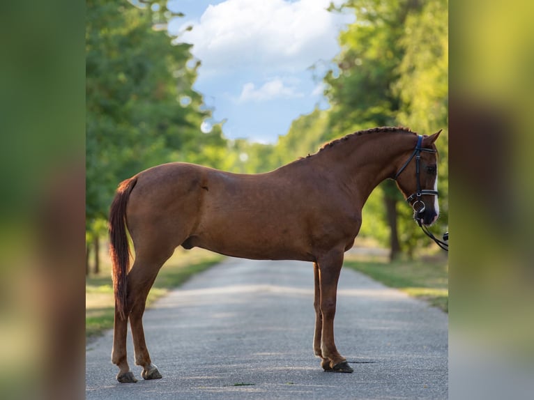 Meer ponys/kleine paarden Ruin 7 Jaar 150 cm Vos in Mez&#x151;hegyes