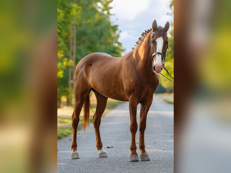 Meer ponys/kleine paarden Ruin 7 Jaar 150 cm Vos in Mez&#x151;hegyes