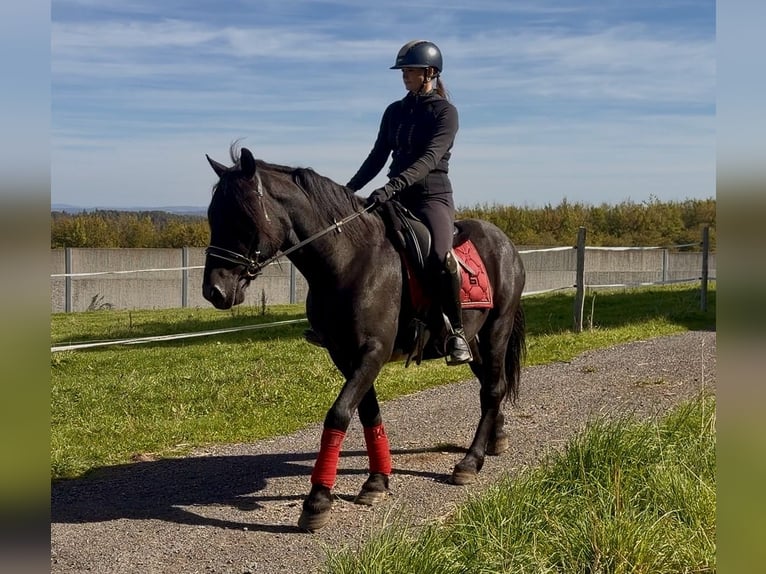 Meer ponys/kleine paarden Ruin 7 Jaar 150 cm Zwart in Neustadt (Wied)