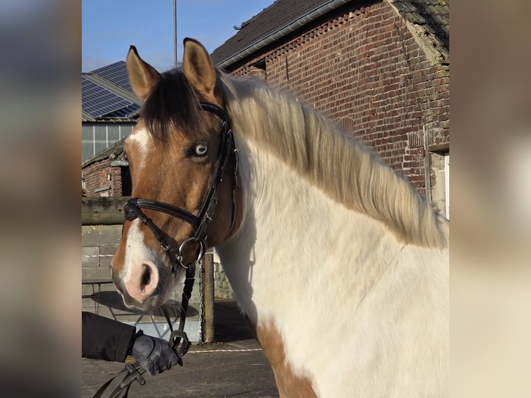 Meer ponys/kleine paarden Ruin 7 Jaar 152 cm Gevlekt-paard in Wachtendonk