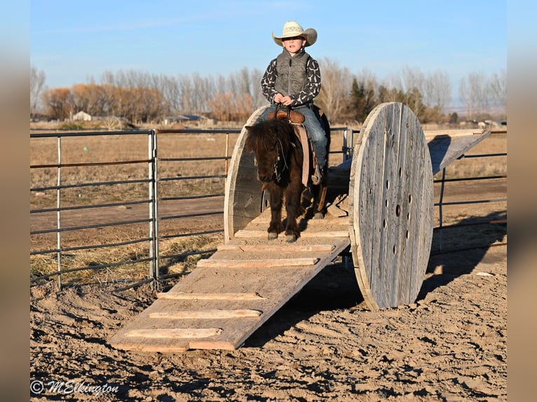 Meer ponys/kleine paarden Ruin 7 Jaar 86 cm Bruin in Rigby