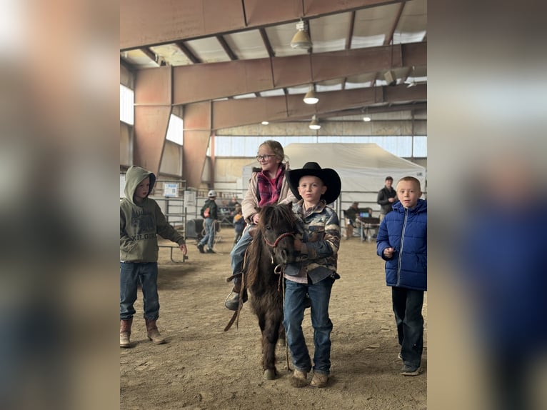 Meer ponys/kleine paarden Ruin 7 Jaar 86 cm Bruin in Rigby