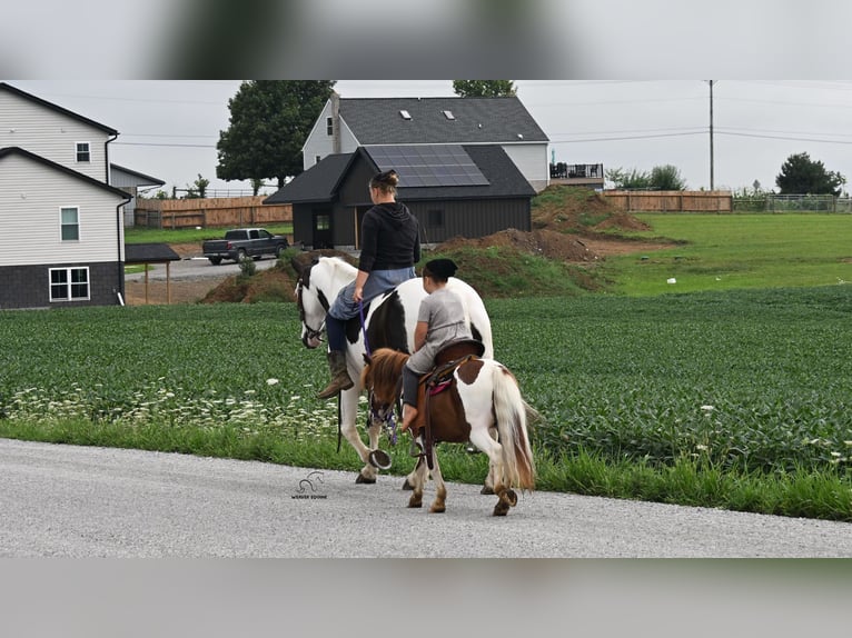 Meer ponys/kleine paarden Ruin 7 Jaar 91 cm Gevlekt-paard in Fredericksburg