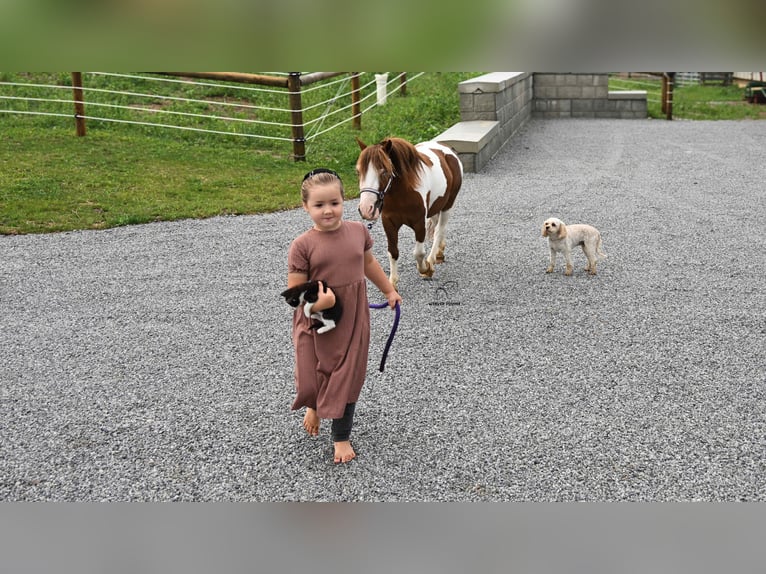 Meer ponys/kleine paarden Ruin 7 Jaar 91 cm Gevlekt-paard in Fredericksburg