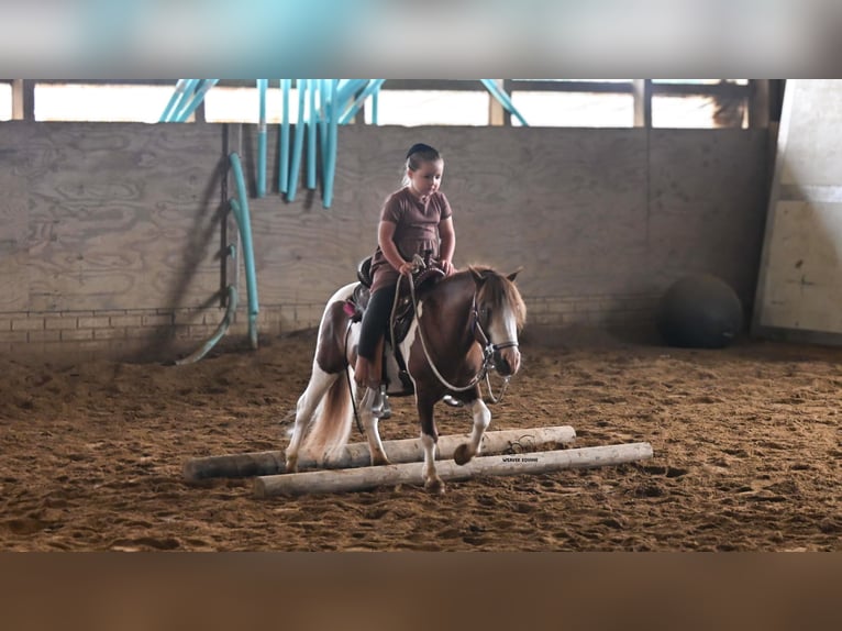 Meer ponys/kleine paarden Ruin 7 Jaar 91 cm Gevlekt-paard in Fredericksburg