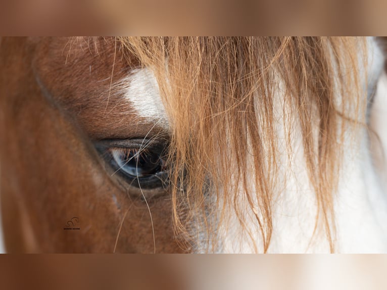 Meer ponys/kleine paarden Ruin 7 Jaar 91 cm Gevlekt-paard in Fredericksburg