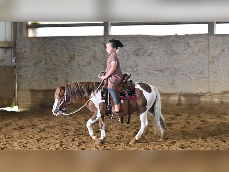 Meer ponys/kleine paarden Ruin 7 Jaar 91 cm Gevlekt-paard in Fredericksburg
