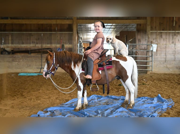Meer ponys/kleine paarden Ruin 7 Jaar 91 cm Gevlekt-paard in Fredericksburg