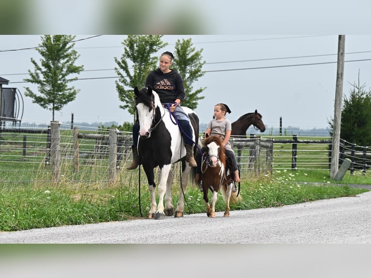 Meer ponys/kleine paarden Ruin 7 Jaar 91 cm Gevlekt-paard in Fredericksburg