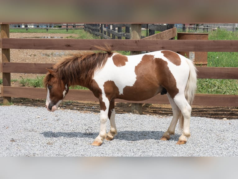 Meer ponys/kleine paarden Ruin 7 Jaar 91 cm Gevlekt-paard in Fredericksburg