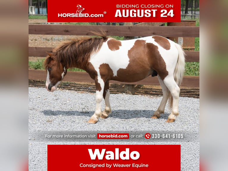 Meer ponys/kleine paarden Ruin 7 Jaar 91 cm Gevlekt-paard in Fredericksburg