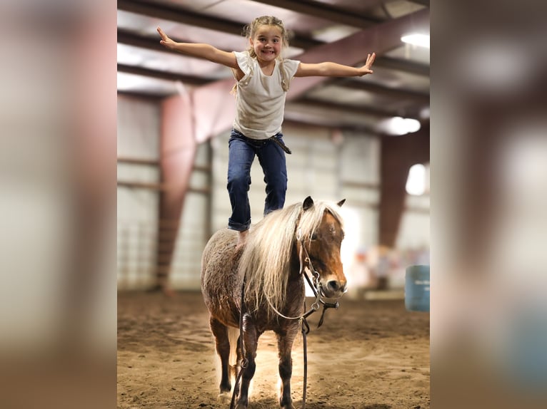 Meer ponys/kleine paarden Ruin 7 Jaar 91 cm Roan-Red in Sedalia