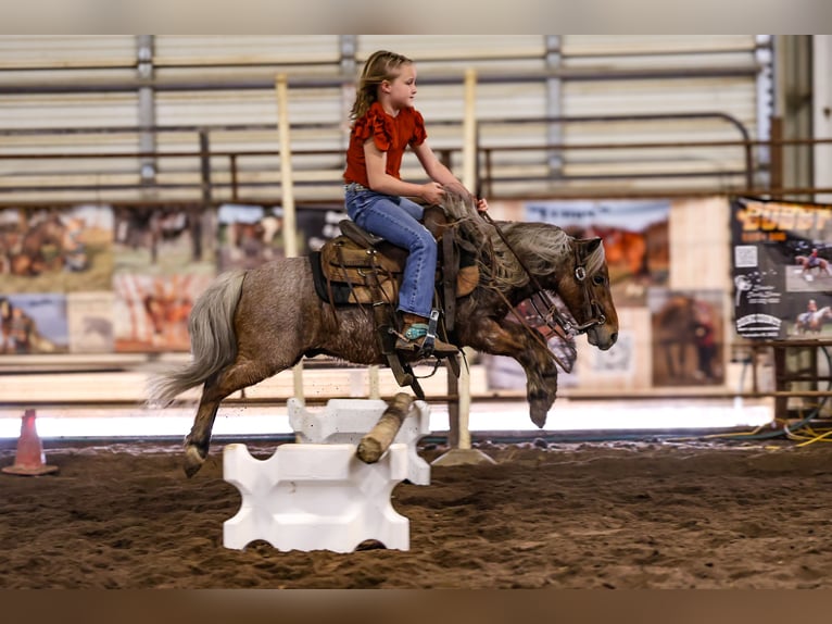 Meer ponys/kleine paarden Ruin 7 Jaar 91 cm Roan-Red in Sedalia