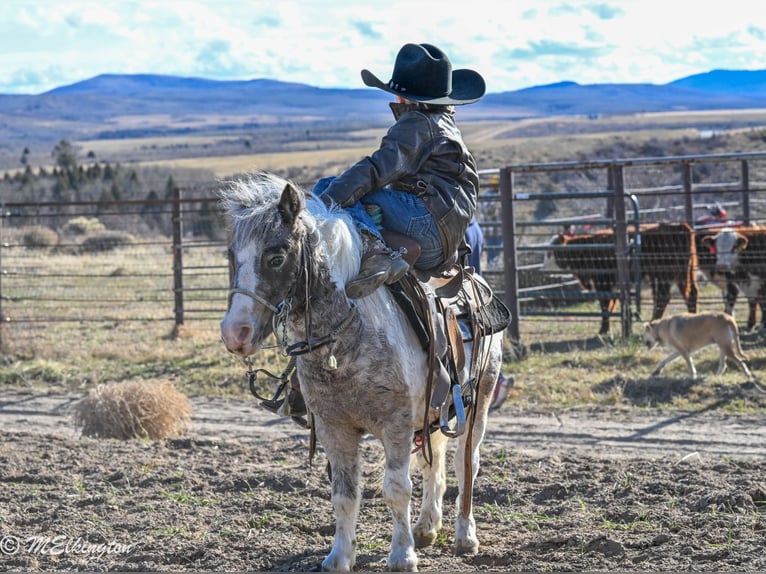 Meer ponys/kleine paarden Ruin 7 Jaar 91 cm in Rigby