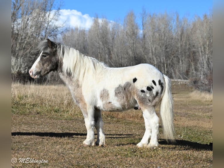 Meer ponys/kleine paarden Ruin 7 Jaar 91 cm in Rigby