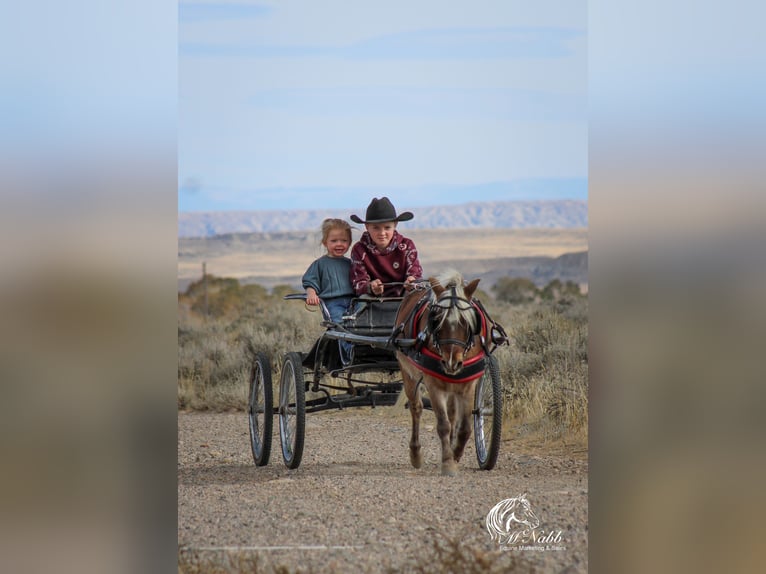 Meer ponys/kleine paarden Ruin 7 Jaar 94 cm Roodbruin in Cody, WY