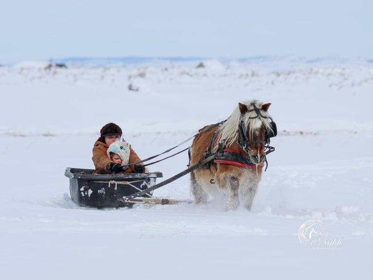 Meer ponys/kleine paarden Ruin 7 Jaar 94 cm Roodbruin in Cody, WY