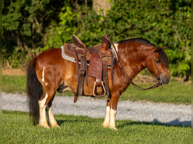 Meer ponys/kleine paarden Ruin 7 Jaar 94 cm in Ewing, KY