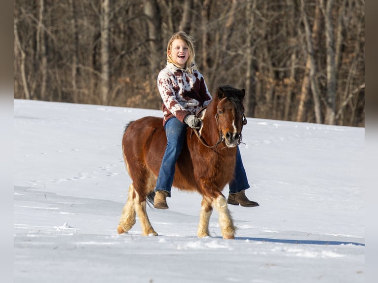 Meer ponys/kleine paarden Ruin 7 Jaar 94 cm in Ewing, KY