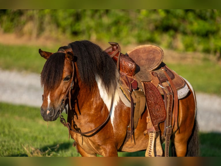 Meer ponys/kleine paarden Ruin 7 Jaar 94 cm in Ewing, KY