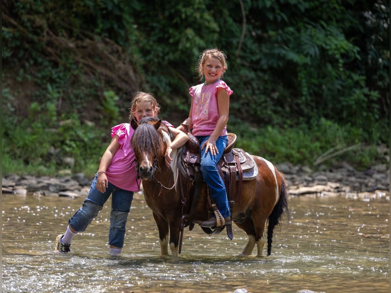 Meer ponys/kleine paarden Ruin 7 Jaar 94 cm in Ewing, KY