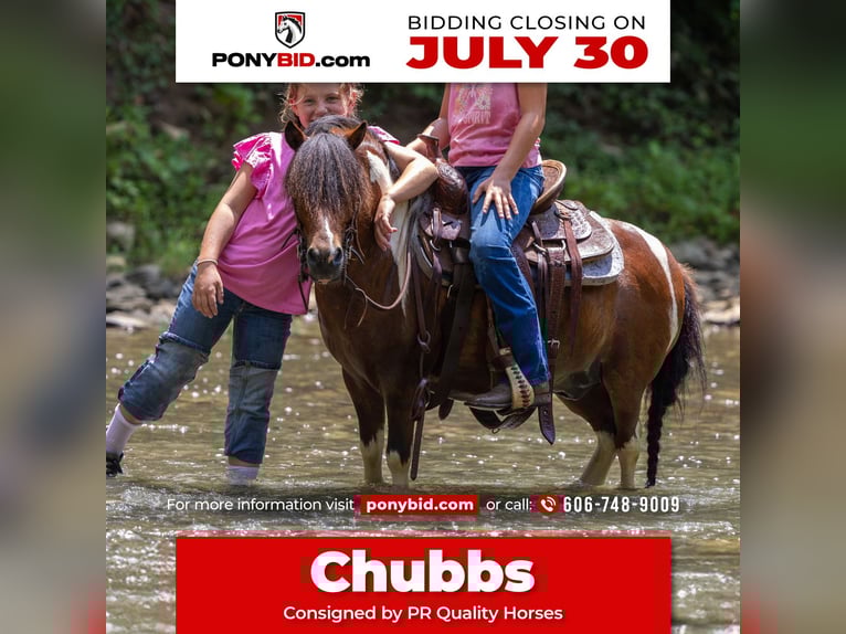Meer ponys/kleine paarden Ruin 7 Jaar 94 cm in Ewing, KY