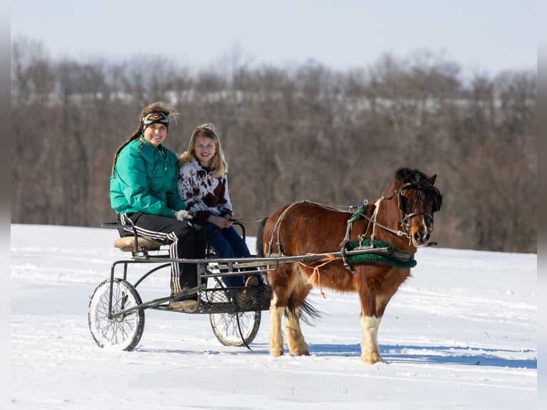 Meer ponys/kleine paarden Ruin 7 Jaar 94 cm in Ewing, KY