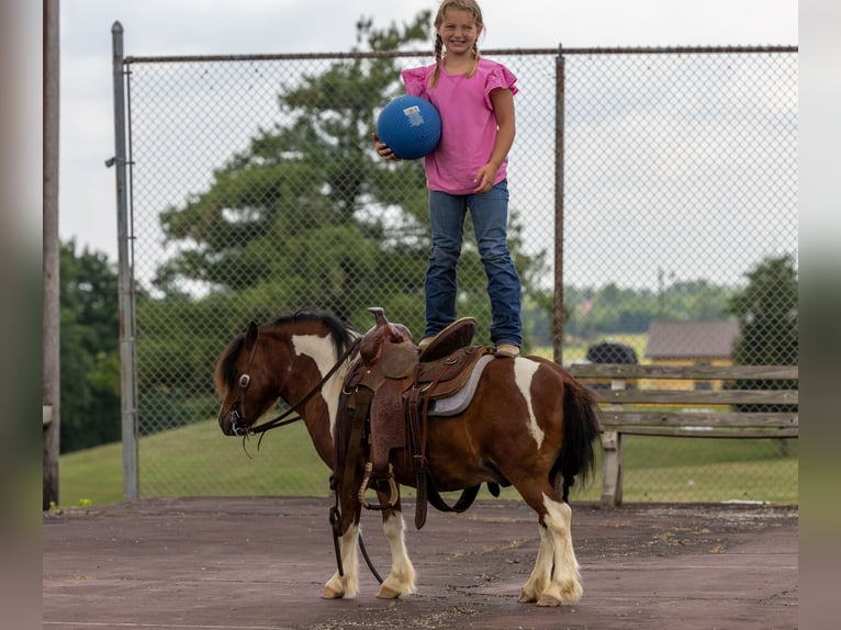 Meer ponys/kleine paarden Ruin 7 Jaar 94 cm in Ewing, KY