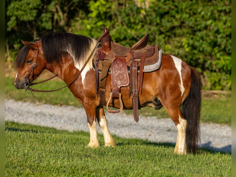 Meer ponys/kleine paarden Ruin 7 Jaar 94 cm in Ewing, KY
