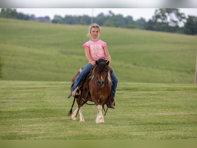 Meer ponys/kleine paarden Ruin 7 Jaar 94 cm in Ewing, KY