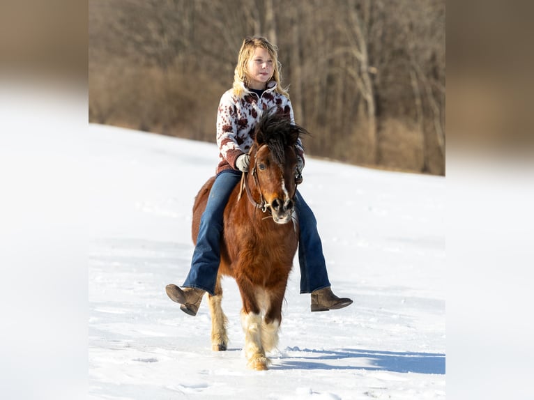 Meer ponys/kleine paarden Ruin 7 Jaar 94 cm in Ewing, KY