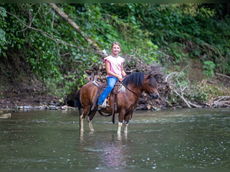 Meer ponys/kleine paarden Ruin 7 Jaar 94 cm in Ewing, KY