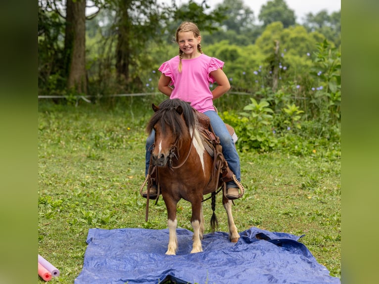 Meer ponys/kleine paarden Ruin 7 Jaar 94 cm in Ewing, KY
