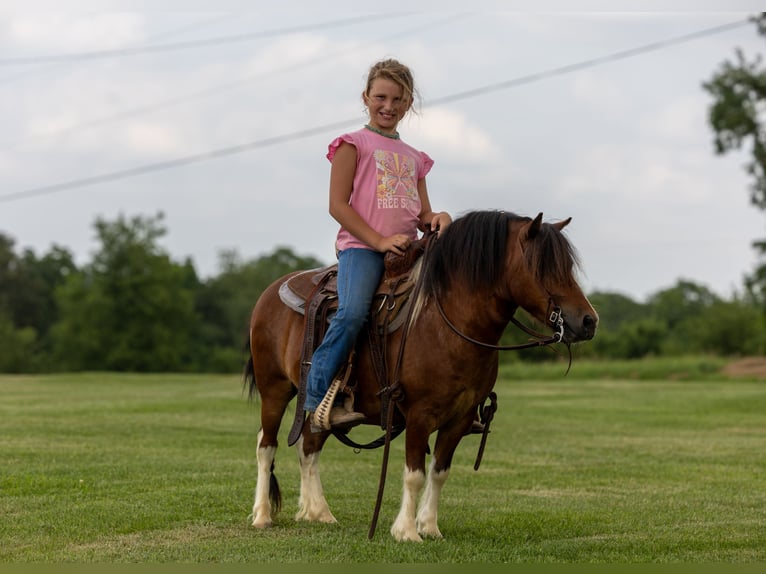 Meer ponys/kleine paarden Ruin 7 Jaar 94 cm in Ewing, KY