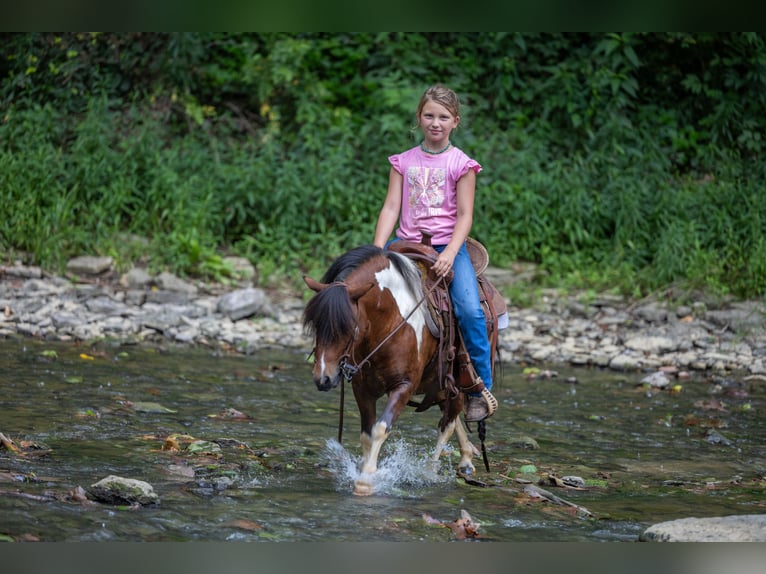 Meer ponys/kleine paarden Ruin 7 Jaar 94 cm in Ewing, KY