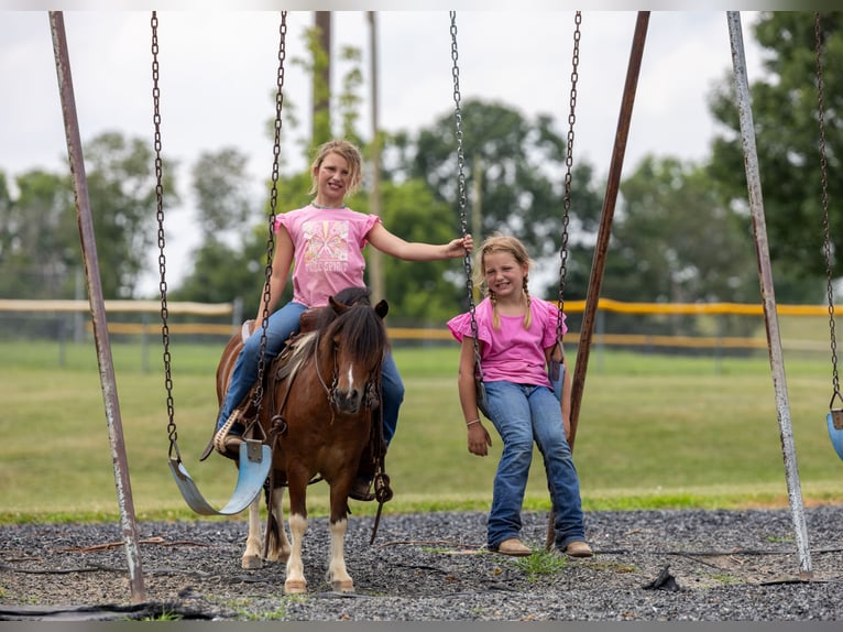 Meer ponys/kleine paarden Ruin 7 Jaar 94 cm in Ewing, KY