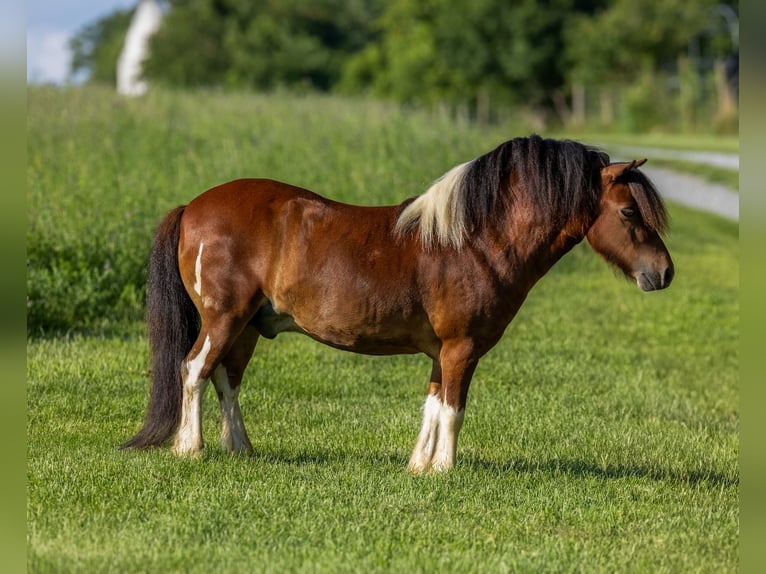 Meer ponys/kleine paarden Ruin 7 Jaar 94 cm in Ewing, KY