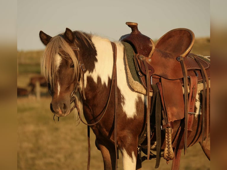 Meer ponys/kleine paarden Ruin 7 Jaar 99 cm Gevlekt-paard in Fresno