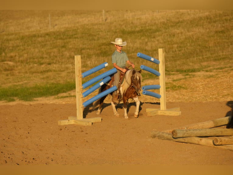 Meer ponys/kleine paarden Ruin 7 Jaar 99 cm Gevlekt-paard in Fresno