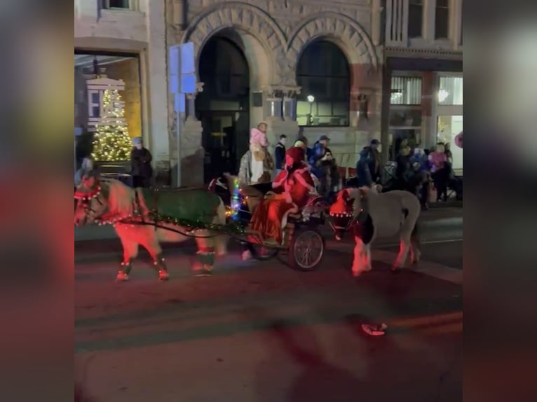 Meer ponys/kleine paarden Ruin 7 Jaar 99 cm Gevlekt-paard in Henderson