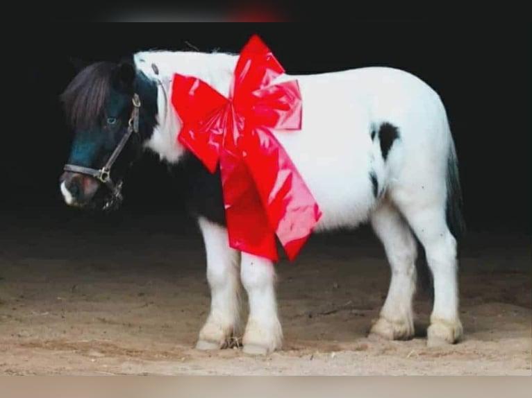 Meer ponys/kleine paarden Ruin 7 Jaar 99 cm Gevlekt-paard in Henderson