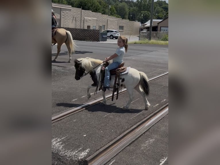 Meer ponys/kleine paarden Ruin 7 Jaar 99 cm Gevlekt-paard in Henderson